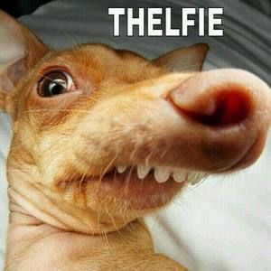 Meet your Posher, Teri